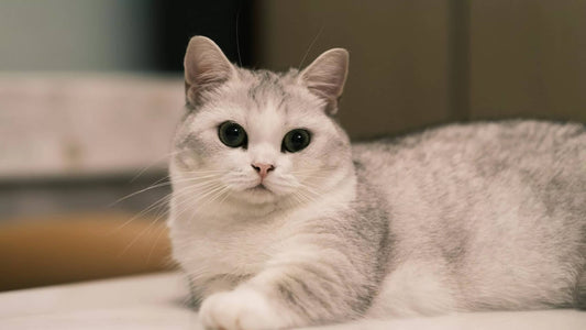 Le chat Munchkin