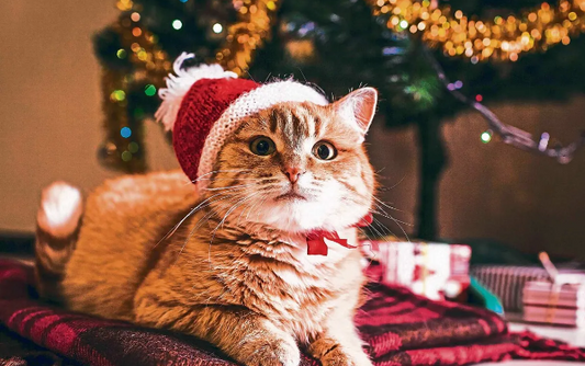 Quel Cadeau Offrir à Votre Chat : 7 Idées pour Surprendre votre Boule de Poils !