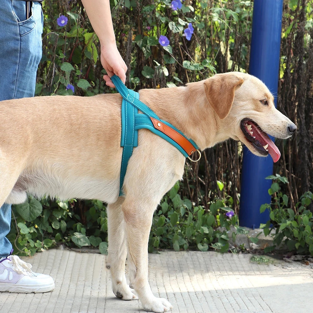 Harnais Rembourré Nylon / Cuir Chien