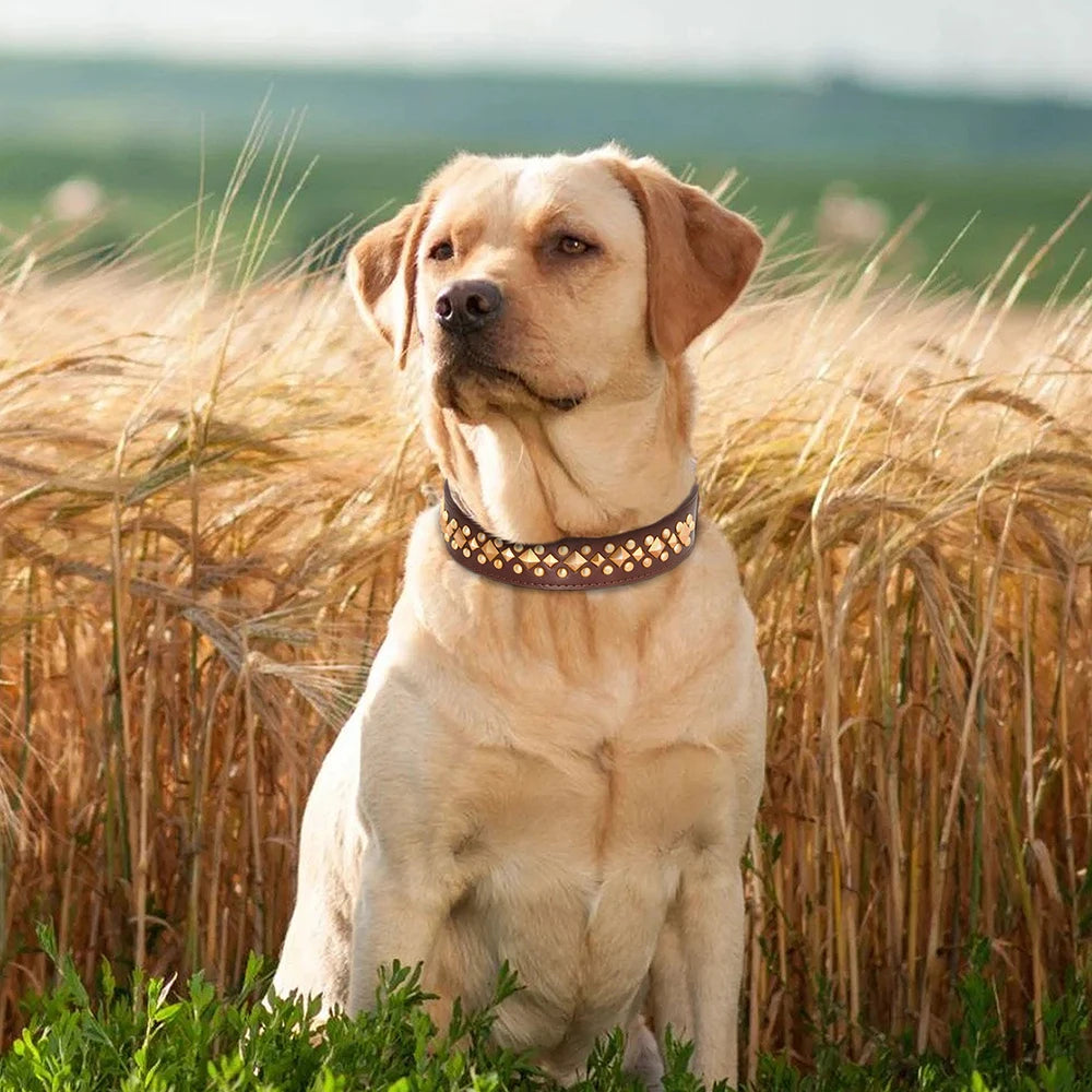 Collier à Rivets Cuir Chien-Pile Poils