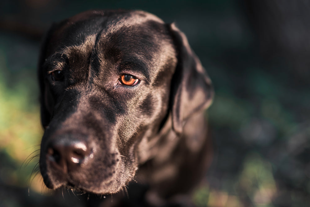 Le labrador noir : un compagnon fidèle - Caractère, coût et conseils santé