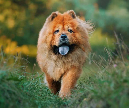 Image d'un chien chocho qui marche dans l'herbe