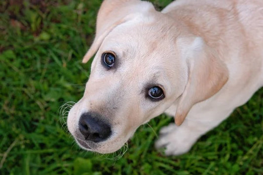 Labrador tout mignon qui vous regarde