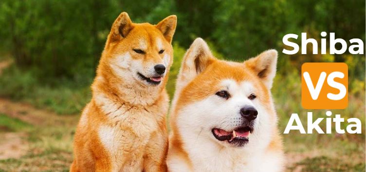 Shiba Inu VS Akita : Comment différencier les deux races de chiens ?