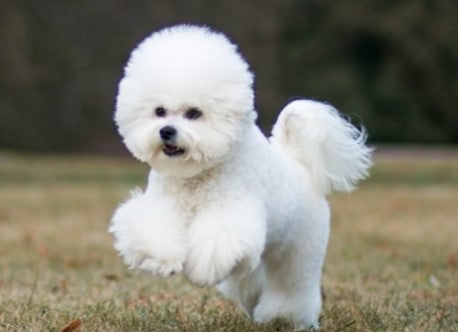 Le bichon frisé, un petit chien au grand cœur