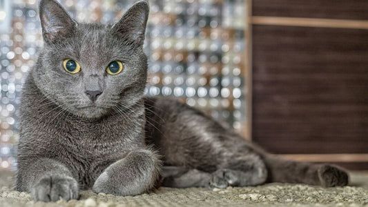 Le chat Bleu Russe