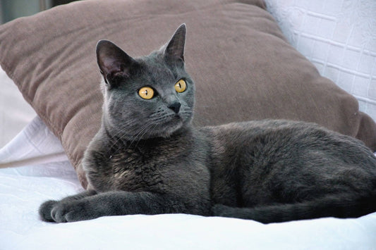 Le Chartreux