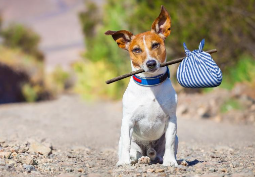 Chien qui fugue : préventions et conseils