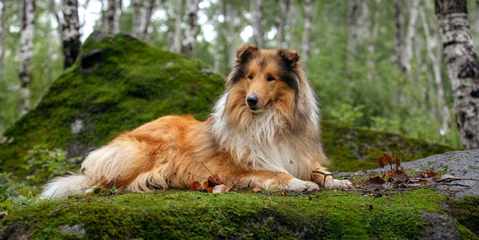 Race de chien : Le Colley