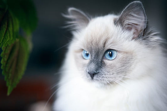 Ragdoll : Tout savoir sur cette race de chat fascinant