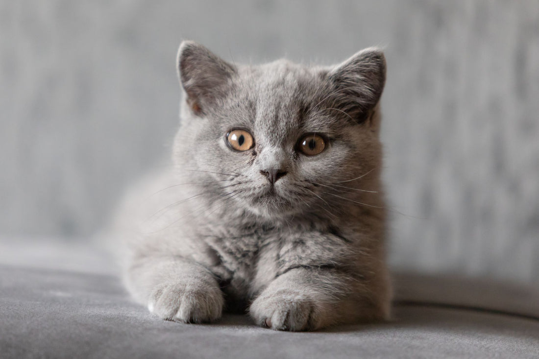 Le British Shorthair