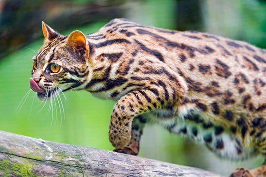 Le chat Bengal