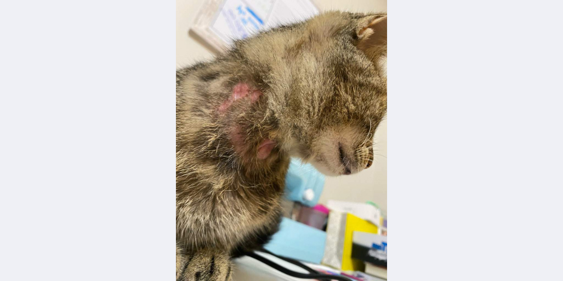 chat étranglé par son collier
