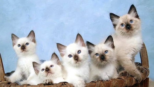 Tout savoir sur le chaton Balinais