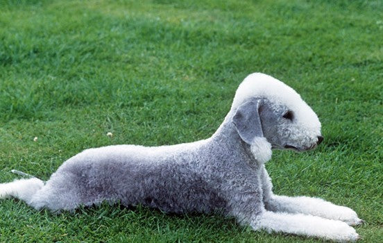 Race de chien : Le Bedlington Terrier