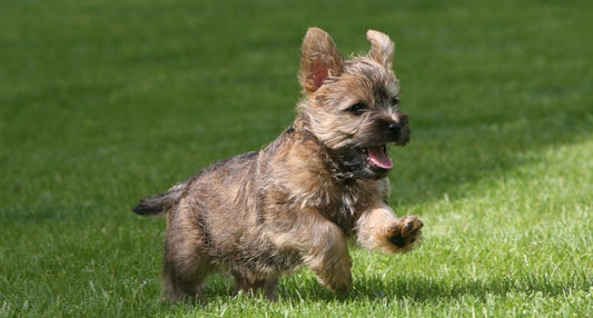 Le cairn terrier