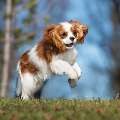 Race de chien : Le Cavalier King Charles Spaniel