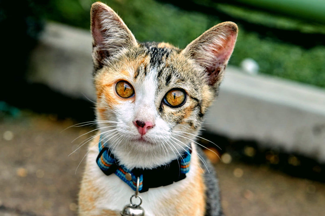 chat qui a un collier et qui est triste