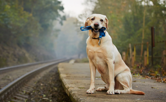 Chien perdu que faire ?