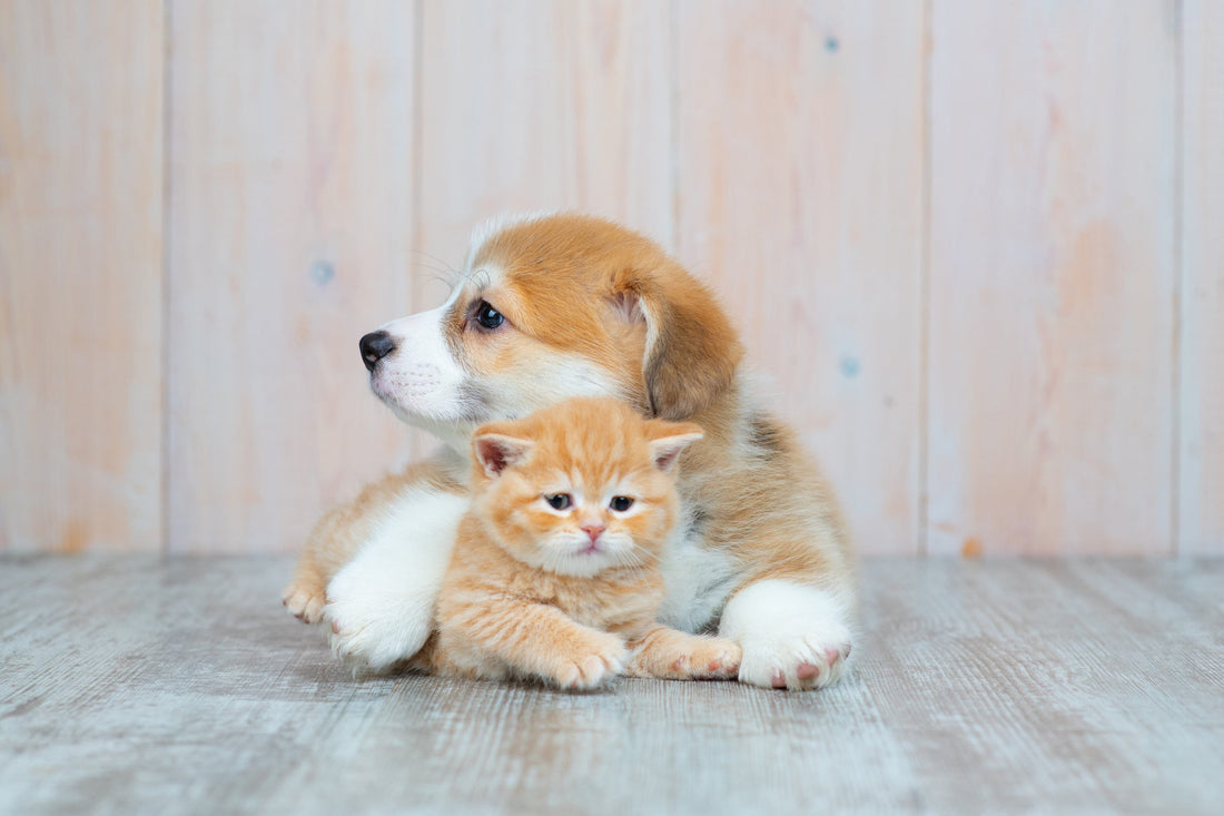 Adopter un chiot ou un chaton : quel budget santé prévoir ?