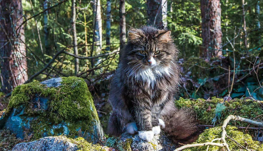 Le chat Norvégien
