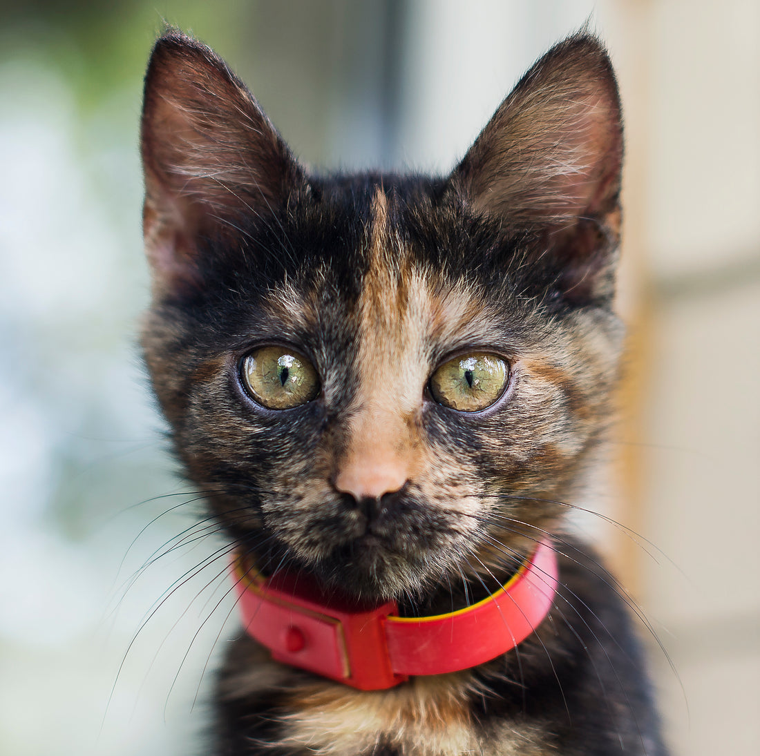 chaton avec un collier