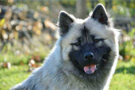 L'Eurasier, connaissez vous cette race ?