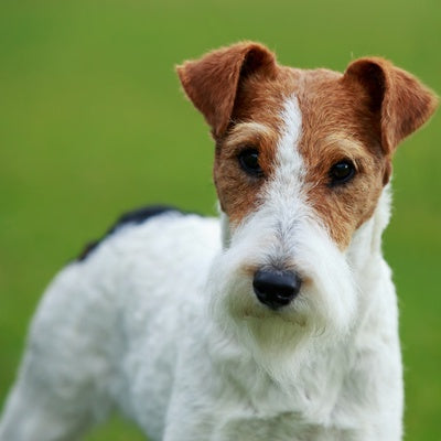 Le Fox Terrier à poil dur ou lisse : race, caractère et soins