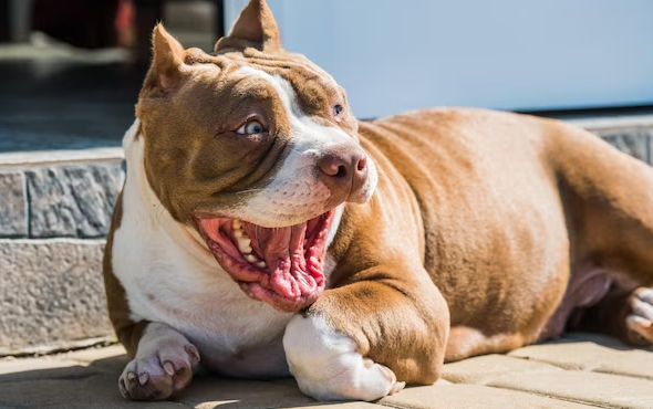 Tout savoir sur l'American Bully, cette race qui en impose !