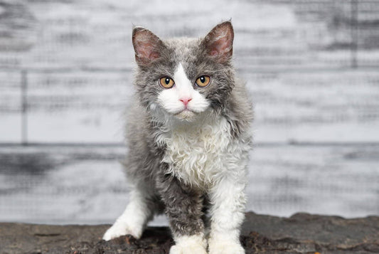 Le chat Selkirk Rex