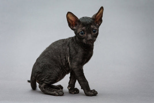 Le Cornish Rex