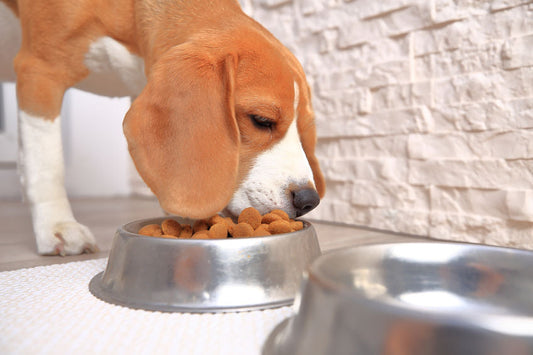 Intoxication alimentaire chez le chien : symptômes et conduite à tenir