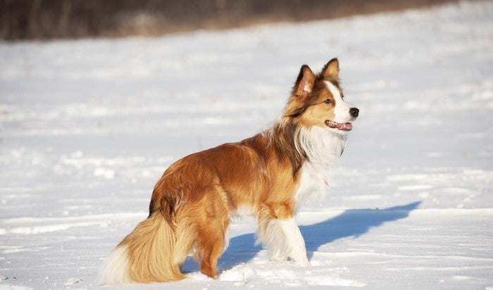 Border Collie Sable : Tout savoir sur cette couleur rare et élégante