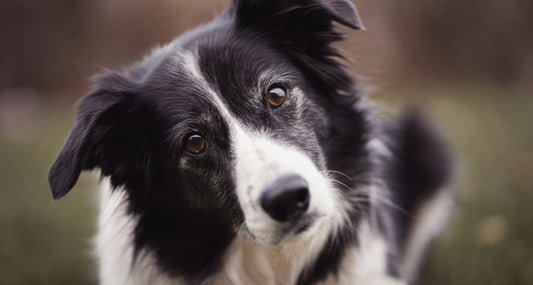 Pourquoi le Border Collie est-il autant apprécié des français ?