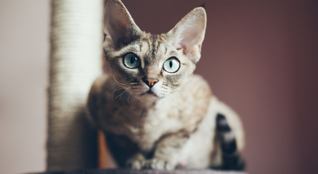 Le chat Devon Rex