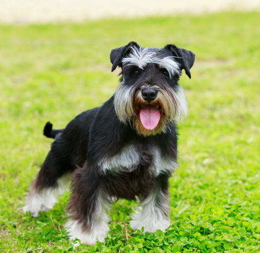 Le schnauzer