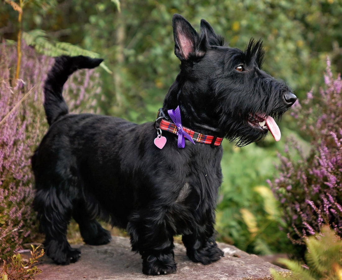 Le scottish terrier