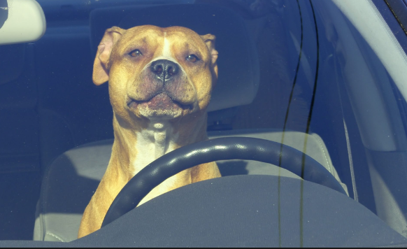 Comment transporter votre chien en voiture en toute sécurité ?