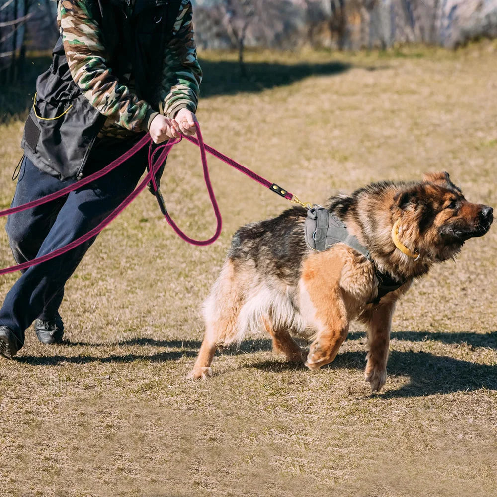 Laisse Dressage Chien 2 - 3 - 5m