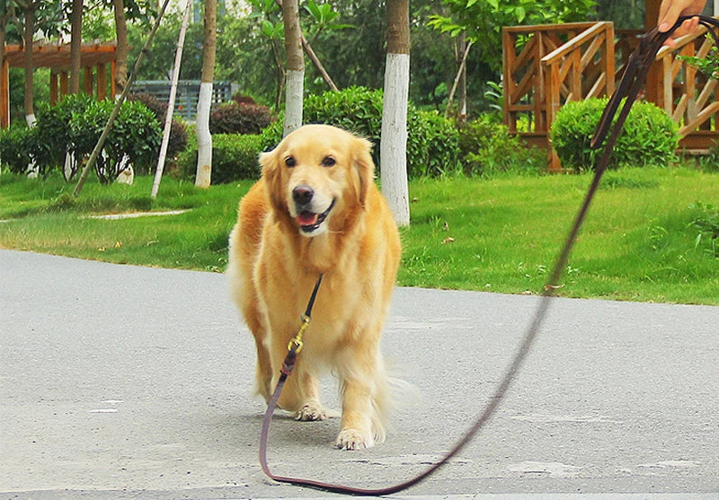 Laisse Cuir Tressée Chien