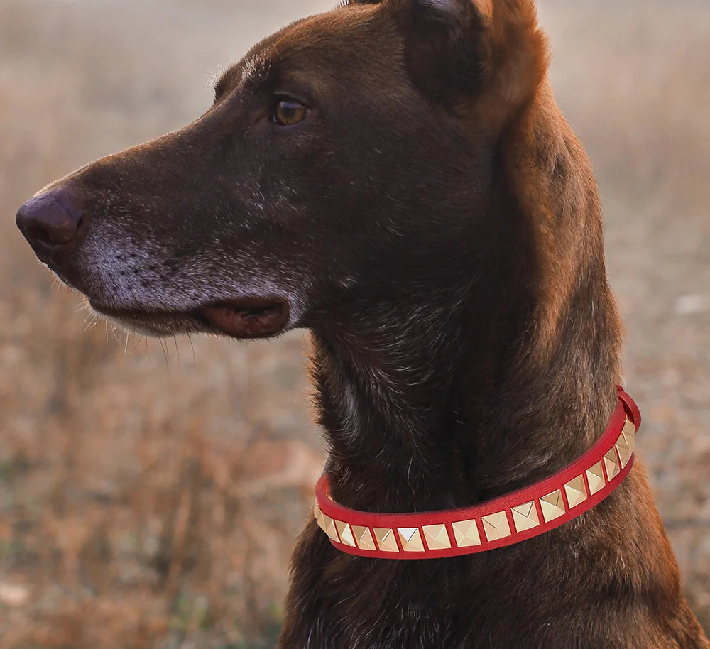 Collier Cuir Chien à Rivets Dorés-Pile Poils