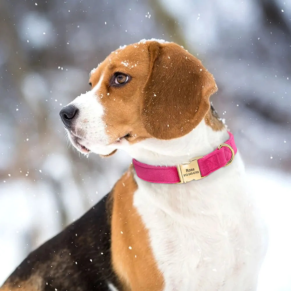 Collier Chien Personnalisé - Velours et Doré-Pile Poils