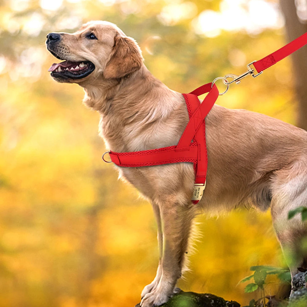 Pack harnais personnalisé chien et Laisse